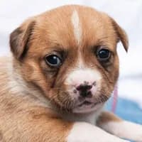 RÓŻA, Mixed Breed (Fundacja Głosem Zwierząt)