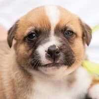 ALLAN, Mixed Breed (Fundacja Głosem Zwierząt)