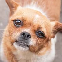 REGINKA, Mixed Breed (Fundacja Głosem Zwierząt)