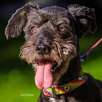 FRIDA, Mixed Breed (Fundacja Głosem Zwierząt)