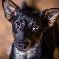 KAMA, Mixed Breed (Fundacja Głosem Zwierząt)