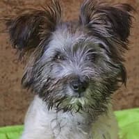 NIKO, Mixed Breed (Fundacja Głosem Zwierząt)