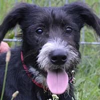 ABI, Mixed Breed (Fundacja Głosem Zwierząt)