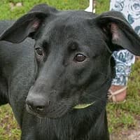 LORD, Mixed Breed (Fundacja Głosem Zwierząt)