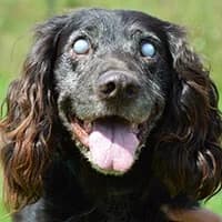 CZOKO, Mixed Breed (Fundacja Głosem Zwierząt)
