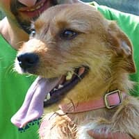 RONI, Mixed Breed (Fundacja Głosem Zwierząt)