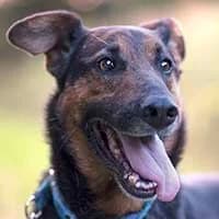 KOLA, Mixed Breed (Fundacja Głosem Zwierząt)