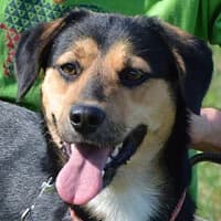 TIMI, Mixed Breed (Fundacja Głosem Zwierząt)