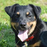 GLOBI, Mixed Breed (Fundacja Głosem Zwierząt)