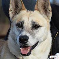 KAMILA, Mixed Breed (Fundacja Głosem Zwierząt)
