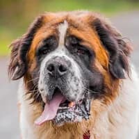 SASZA, Mixed Breed (Fundacja Głosem Zwierząt)