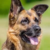 KAJA, Mixed Breed (Fundacja Głosem Zwierząt)