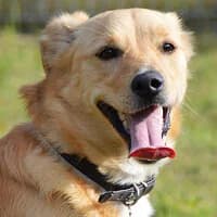 SMUFI, Mixed Breed (Fundacja Głosem Zwierząt)