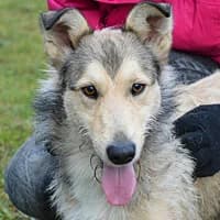 ALFI, Mixed Breed (Fundacja Głosem Zwierząt)