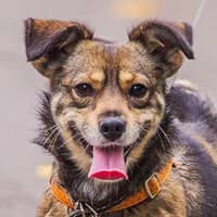 EMIL, Mixed Breed (Fundacja Głosem Zwierząt)