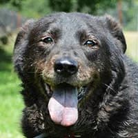 POKER, Mixed Breed (Fundacja Głosem Zwierząt)