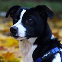 HEPI, Mixed Breed (Fundacja Głosem Zwierząt)