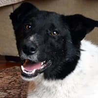 POPI, Mixed Breed (Fundacja Głosem Zwierząt)