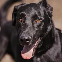 ILAJ, Mixed Breed (Fundacja Głosem Zwierząt)