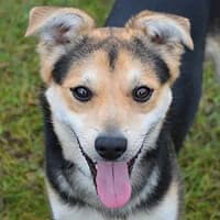 LUSIO, Mixed Breed (Fundacja Głosem Zwierząt)