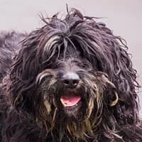 ONYKS, Mixed Breed (Fundacja Głosem Zwierząt)