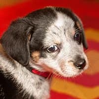MELBA, Mixed Breed (Fundacja Głosem Zwierząt)