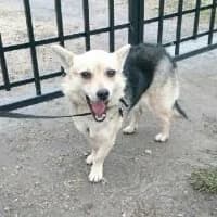 ZORANEK, Mixed Breed (Fundacja Głosem Zwierząt)