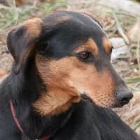 LILKA, Mixed Breed (Fundacja Głosem Zwierząt)