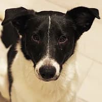 IGGY, Mixed Breed (Fundacja Głosem Zwierząt)