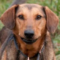 RUDY, Mixed Breed (Fundacja Głosem Zwierząt)