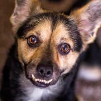 ZIBI, Mixed Breed (Fundacja Głosem Zwierząt)