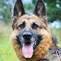 KEJSI, Mixed Breed (Fundacja Głosem Zwierząt)