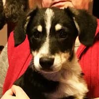 MUFINEK, Mixed Breed (Fundacja Głosem Zwierząt)