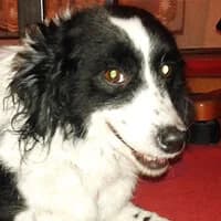 SOFI, Mixed Breed (Fundacja Głosem Zwierząt)