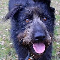 ZULA, Mixed Breed (Fundacja Głosem Zwierząt)