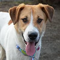 TAMI, Mixed Breed (Fundacja Głosem Zwierząt)