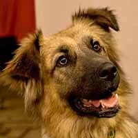 INA, Mixed Breed (Fundacja Głosem Zwierząt)