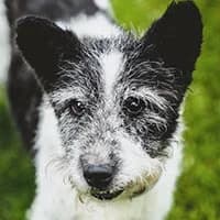 ERYK, Mixed Breed (Fundacja Głosem Zwierząt)