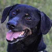 PTYŚ, Mixed Breed (Fundacja Głosem Zwierząt)