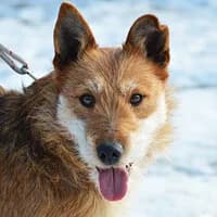 SANTI, Mixed Breed (Fundacja Głosem Zwierząt)