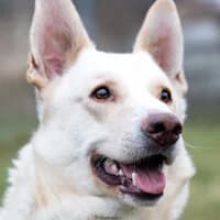 PERU, Mixed Breed (Fundacja Głosem Zwierząt)