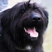 JOKO, Mixed Breed (Fundacja Głosem Zwierząt)