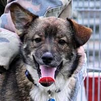 PONTI, Mixed Breed (Fundacja Głosem Zwierząt)