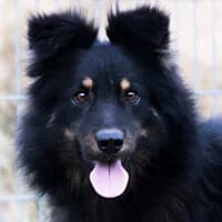LENO, Mixed Breed (Fundacja Głosem Zwierząt)