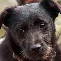 BEJBI, Mixed Breed (Fundacja Głosem Zwierząt)
