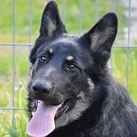 MANU, Mixed Breed (Fundacja Głosem Zwierząt)