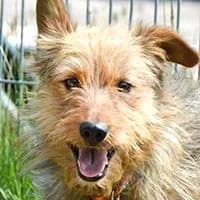 KENNY, Mixed Breed (Fundacja Głosem Zwierząt)