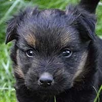 GRAFI, Mixed Breed (Fundacja Głosem Zwierząt)