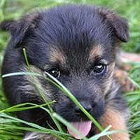 RIZO, Mixed Breed (Fundacja Głosem Zwierząt)