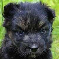 LUIZA, Mixed Breed (Fundacja Głosem Zwierząt)